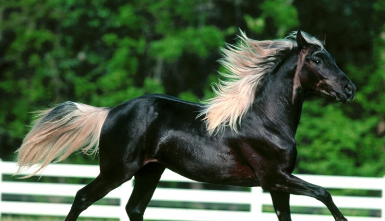 sonhar com cavalo preto