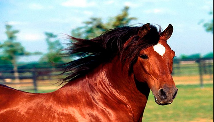 sonhar com cavalo vermelho